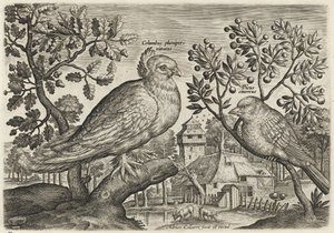 Taube und Fink von Adriaen Collaert