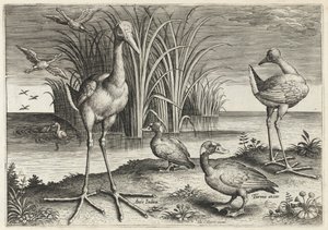 Zwei Riesenschnepfen und zwei Brillenenten von Adriaen Collaert
