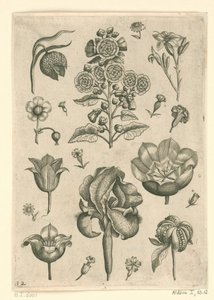 Verschiedene Blumen, darunter Iris und Veilchen