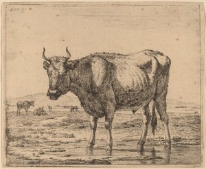 Stier im Wasser stehend