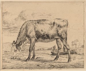 Weidendes Kalb