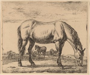 Weidendes Pferd