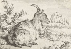 Liegende Ziege, 1670