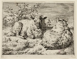 Zwei Schafe von Adriaen van de Velde