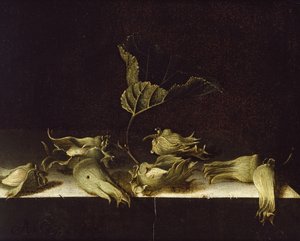 Stillleben mit Haselnüssen