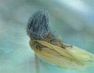 Weiche blaue Blüte