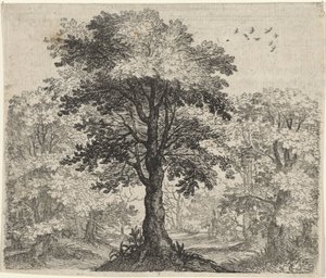 Fabel von der Ulme und der Eiche