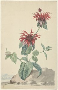 Eine rote Bergamotte in einer Landschaft