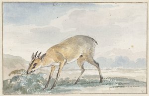 Guineisches Jufferböckchen oder Sylvicapra Grimmia
