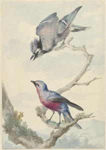 Zwei Vögel: ein Blauhäher und ein Purpurbrustkotinga von Aert Schouman