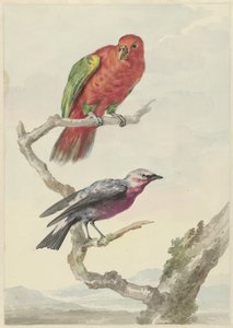 Zwei Vögel, darunter ein rot-grüner Papagei