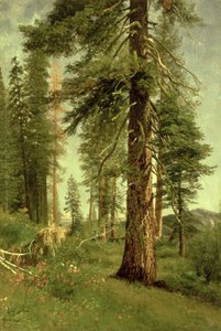 Kalifornische Mammutbäume