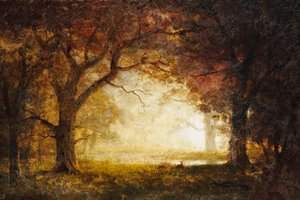 Sonnenaufgang im Wald