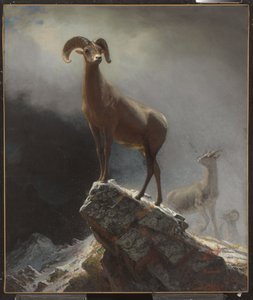 Rocky Mountain Schafe oder Dickhornschafe, Ovis, Montana, ca. 1884