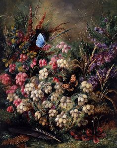 Schmetterling in den Heidekraut