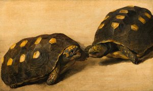 Studie von zwei brasilianischen Schildkröten