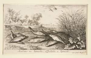 Aculeatus sive Spinachia von Albert Flamen