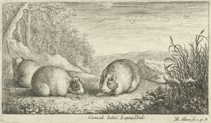 Nagetiere von Albert Flamen