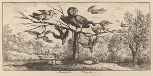 Monedula, die Eule