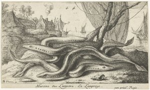Flussneunaugen am Ufer