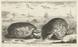 Zwei Schildkröten am Strand von Albert Flamen