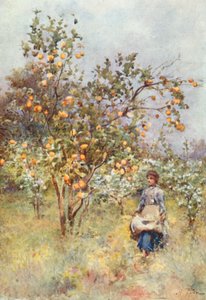 Zitronenbäume: Frühling