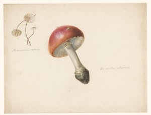 Studienblatt mit Pilzen, der Amanita Rubescens und der Marasmius Rotula von Albertus Steenbergen