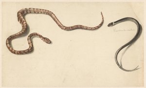 Zwei tropische Schlangen von Albertus Steenbergen