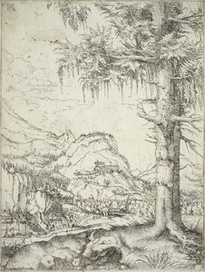 Die große Fichte, um 1520 von Albrecht Altdorfer