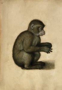 Affe