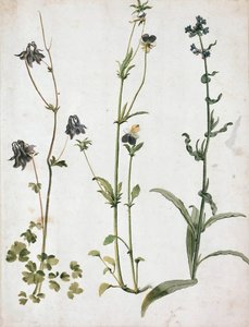Akelei, Stiefmütterchen und Ochsenzunge, erstes Viertel des 16. Jahrhunderts von Albrecht Dürer