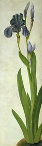 Eine Iris