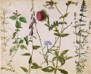 Acht Studien von Wildblumen, ca. 1515-1520 von Albrecht Dürer
