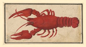 Gekochter Krebs, nach links von Albrecht Dürer