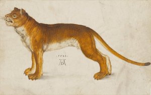Löwin, 1521