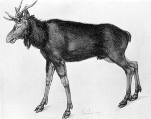 Junger skandinavischer Elch mit unreifen Geweihen von Albrecht Dürer