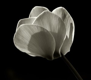 Ohne Titel