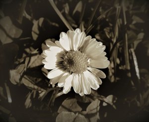 Ohne Titel