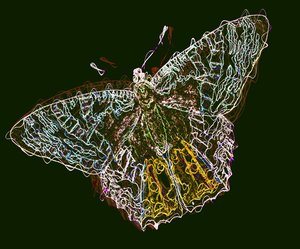 Schmetterling 6, 2020