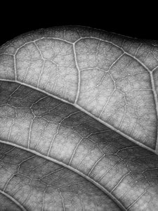 Blatt