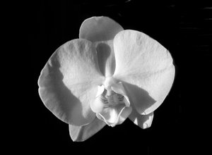 Ohne Titel (Blume)
