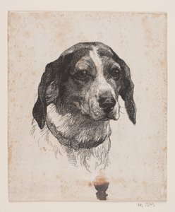Ein Hundekopf