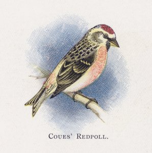 Coues Birkenzeisig