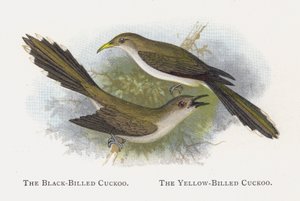 Der Schwarzschnabelkuckuck, Der Gelbschnabelkuckuck von Alexander Francis Lydon