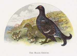Das Birkhuhn