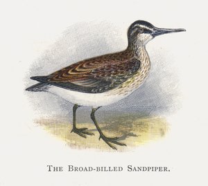 Der Sumpfläufer von Alexander Francis Lydon