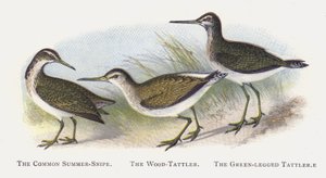 Der Waldwasserläufer, Der Grünschenkel