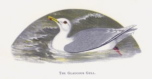 Die Eismöwe