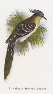 Der Häherkuckuck