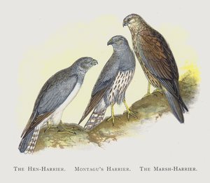 Der Kornweihe, Montagus Weihe, Die Rohrweihe von Alexander Francis Lydon